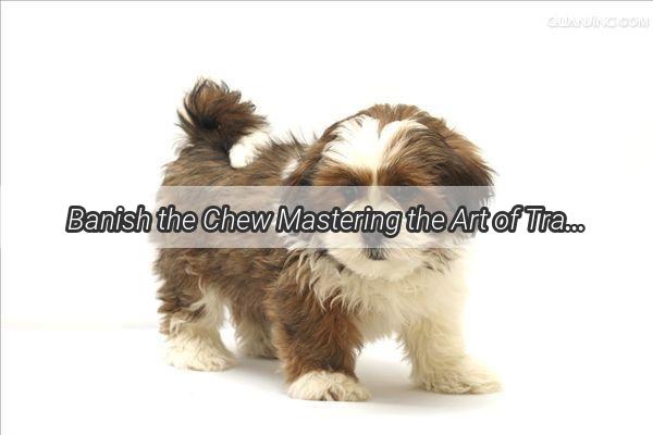 Banish the Chew Mastering the Art of Training Your Pup to Leave the Blankets Alone